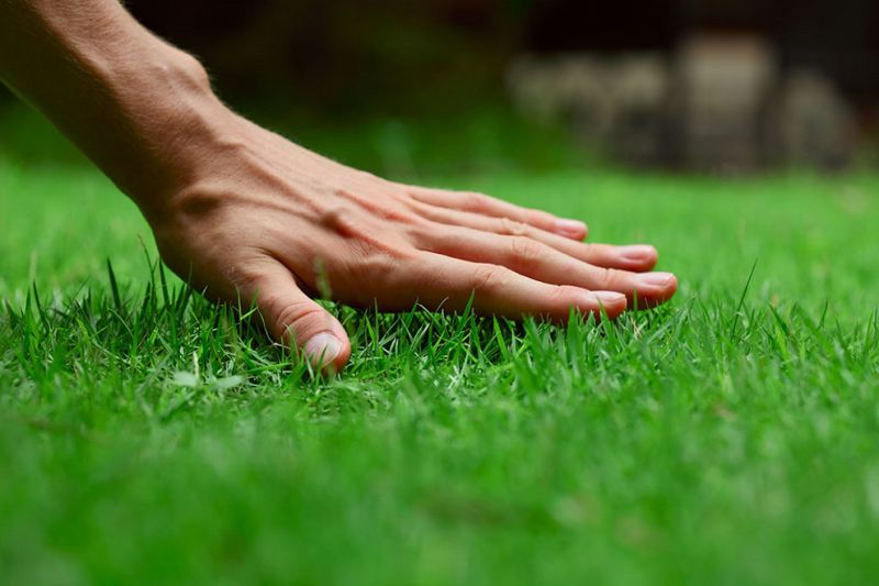 Gras onderhoud in het voorjaar - Zo pak je het gazon onderhoud aan