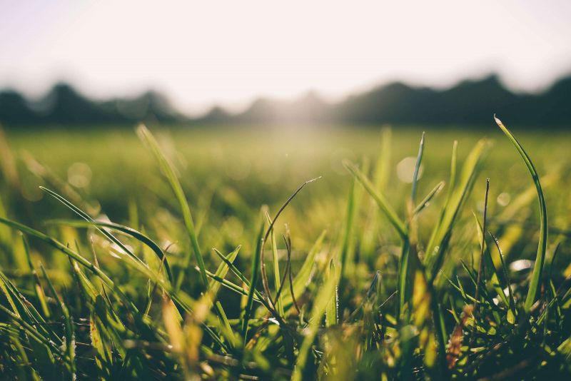 Gras zaaien – waarom, wanneer en hoe zaai je een gazon