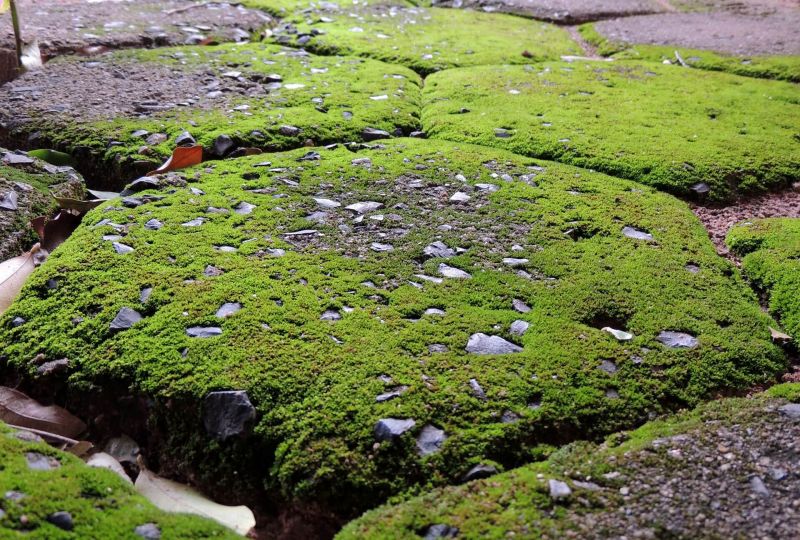 Terras reinigen - Hoe groene aanslag verwijderen