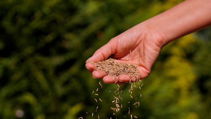 Beste doorzaai graszaad voor uw gazon