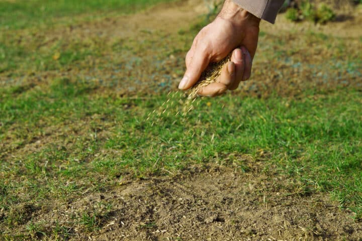 graszaad strooien