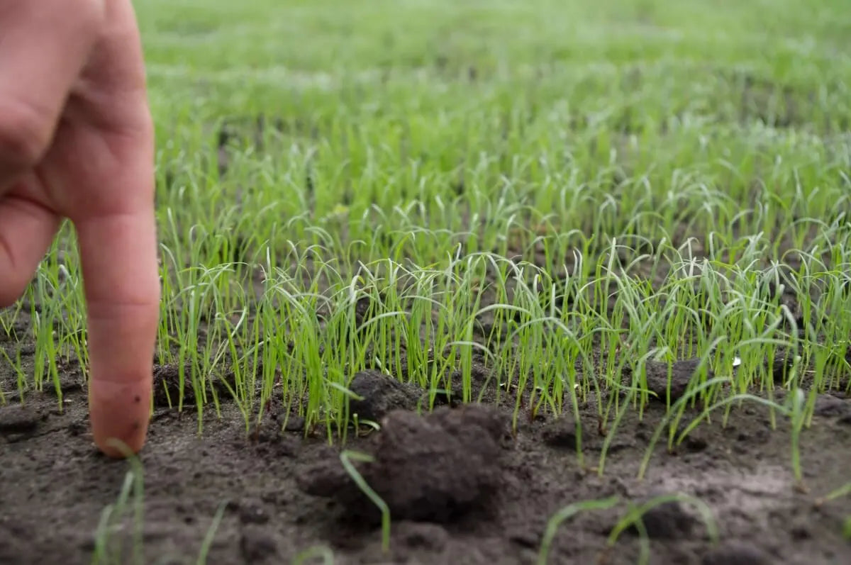 Afbeelding zonder ALT